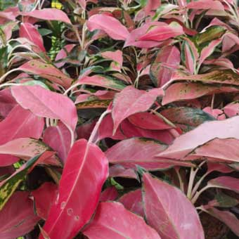 Indoor Plants list-Aglaonema china red