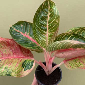 Indoor Plants list-Aglaonema hughes