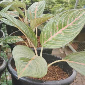 Indoor Plants list-Aglaonema legacy hijau