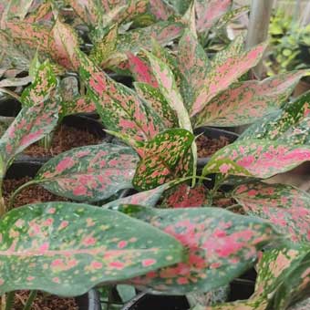 Indoor Plants list-Aglaonema ruby garuda red