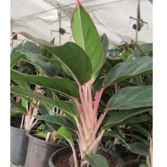 Indoor Plants list-Aglaonema sapphire new pink chinese evergreens