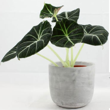 Alocasia black velvet, Botanical Garden