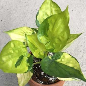 Indoor Plants list-Alocasia cucullata variegated