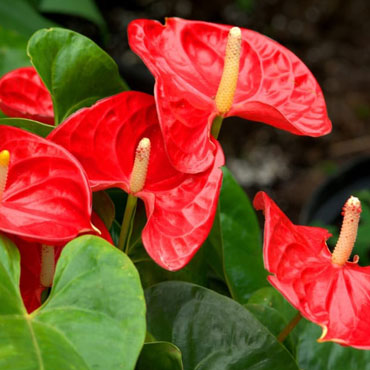 Anthurium thailand dwarf, Botanical Garden