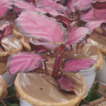 Indoor Plants list-Calathea crimson