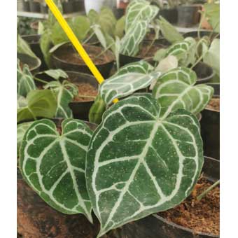 Indoor Plants list-Crystalinum narrow form anthurium