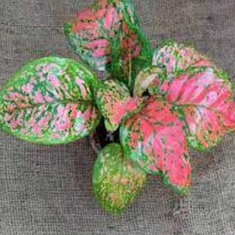 Indoor Plants list-Aglaonema pink dalmatian