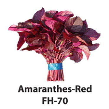 amaranthes red seeds, Farm House