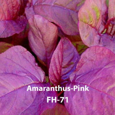 amaranthus- pink seeds, Farm House