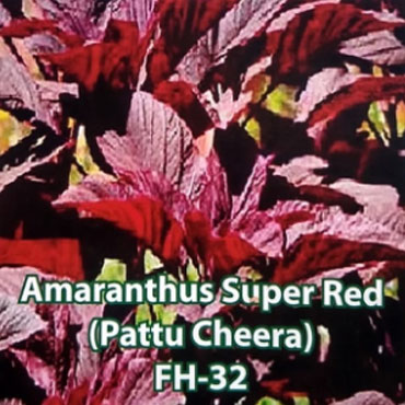 amaranthus super red seeds, Farm House