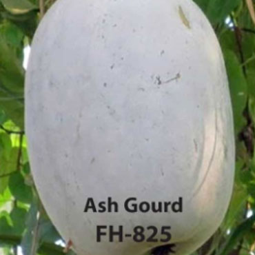 ash gourd, Farm House