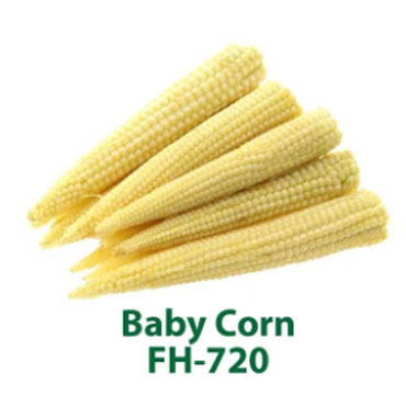 baby corn seeds, Farm House