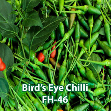 birds eye chilli seeds, Farm House