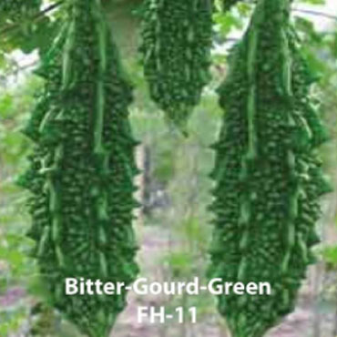 bitter gourd green seeds, Farm House