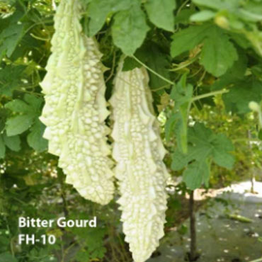 bitter gourd seeds, Farm House