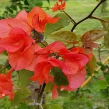 Bougainvillea type 1, Botanical Garden