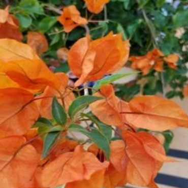 Bougainvillea type 3, Botanical Garden