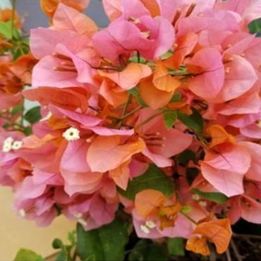 Bougainvillea type 4, Botanical Garden