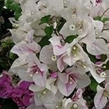 Bougainvillea type 7, Botanical Garden