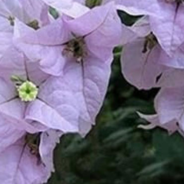 Bougainvillea type 8, Botanical Garden