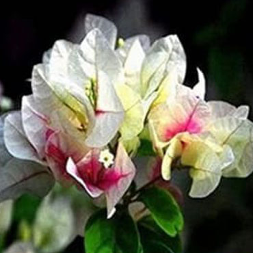 Bougainvillea type 9, Botanical Garden