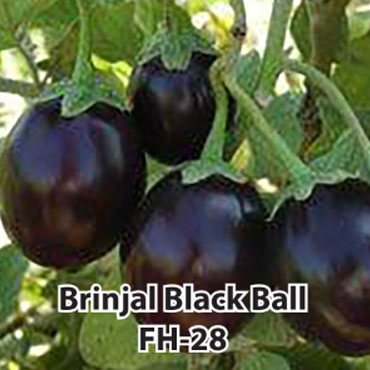 brinjal black ball seeds, Farm House