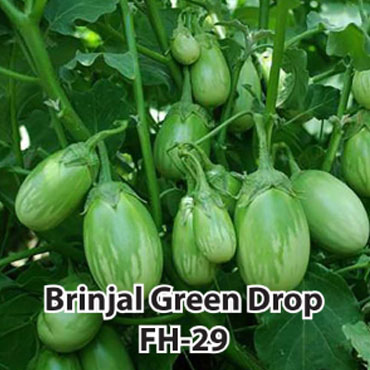 brinjal-green-drop-seeds, Farm House