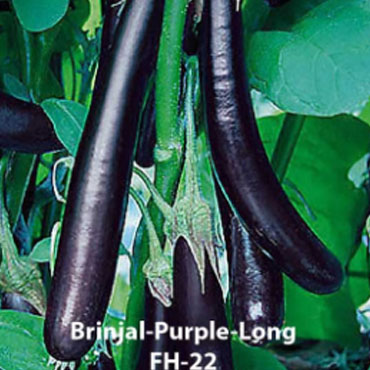 brinjal purple long seeds, Farm House