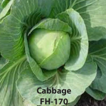 Cabbage, Farm House