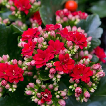 Kalanchoe, Botanical Garden